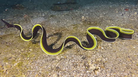 Juvenile-ribbon-eel-outside-of-burrow