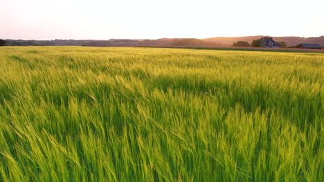 Goldenes-Sonnenuntergangslicht,-Das-über-Ein-Sanft-Wogendes-Grünes-Weizenfeld-Getaucht-Ist