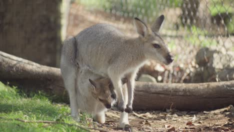 A-long-shot-captures-a-kangaroo-carrying-its-baby-while-grazing-on-grass-in-an-open-park