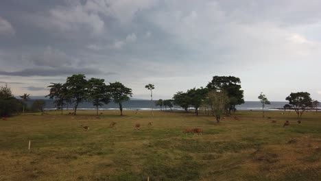 Panoramic-Cattle-Countryside-Field-Landscape-in-Saba-Beach,-Gianyar-Bali-Indonesia,-Cows,-Meadow,-Skyline-and-Sea