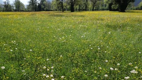 Beautiful-revealing-shot-of-Switzerland-vibrant-yellow-wild-flower-meadows