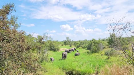 African-Savanna-Elephants-eating-in-lush-green-grass
