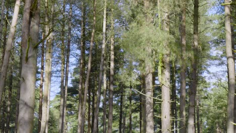Aufnahme-Von-Baumstämmen-Aus-Einem-Niedrigen-Winkel-Bei-Einem-Spaziergang-Durch-Den-Brandon-Country-Park-Im-Thetford-Forest-In-Norfolk,-England-An-Einem-Sonnigen-Tag