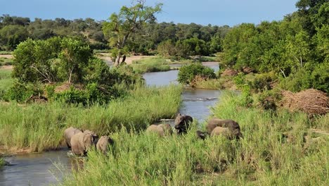 Afrikanische-Elefantenherde-überquert-Den-Fluss-Und-Trinkt-Wasser-Im-Hohen-Gras