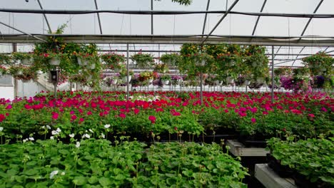 Fast-Flight-Through-Greenhouse-Filled-with-Geraniums-and-Hanging-Baskets
