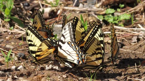 Close-up-of-tiger-swallowtail-butterflies-drinking-from-moist-soil-with-hard-lighting