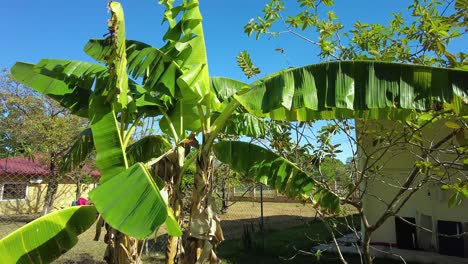 Im-Mittelpunkt-Steht-Ein-Hoch-Aufragender-Bananenbaum,-Dessen-Lange-Grüne-Blätter-Sich-Im-Wind-Wiegen