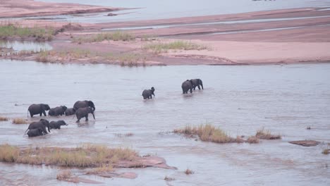 African-elephant-herd-crossing-wide-shallow-river-to-sandy-shore