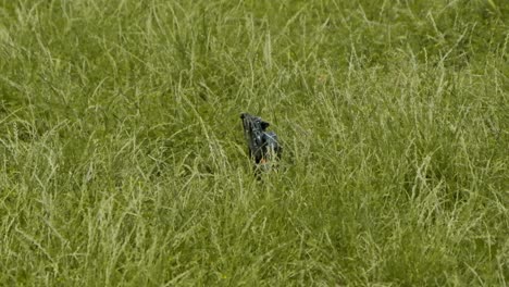 FPV-drone-landing-on-a-green-grass
