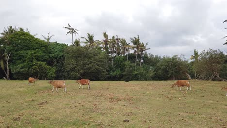 Vacas-Marrones-Caminan-En-Línea-En-El-Campo-Agrícola-En-Bali-Indonesia,-Paisaje-De-Ganado-Pastando-En-El-Campo-De-Hierba,-Banteng,-Bos-Javanicus-Domesticus
