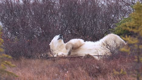 Slow-motion-snow-on-a-napping-polar-bear-and-stretches-amongst-the-sub-arctic-brush-and-trees-of-Churchill,-Manitoba