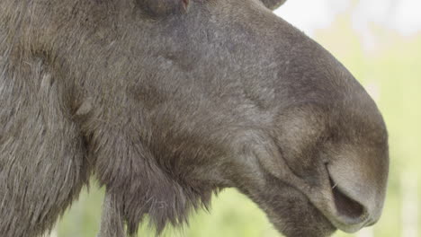 Closeup-view-of-bull-moose-conspicuous-muzzle-proboscis,-profile-shot