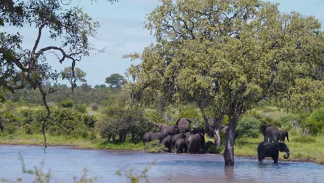 Herde-Afrikanischer-Elefanten,-Die-Am-Grasbewachsenen-Ufer-Aus-Dem-Savannah-See-Kommen