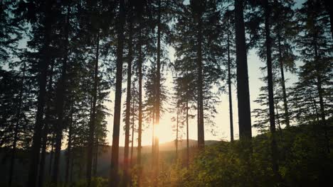 Wunderschöner-Sonnenuntergang-Zwischen-Bäumen-Im-Schwarzwald,-Deutschland