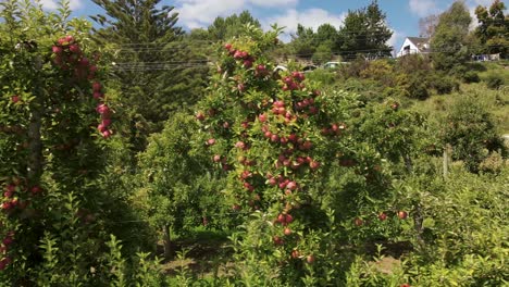 Enorme-Fruta-De-Manzana-Roja-En-Ramas-Cargadas-En-Huerto,-Motueka,-Nueva-Zelanda