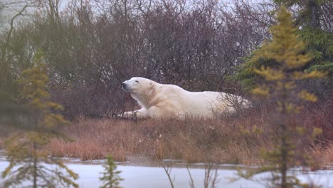 Restless-napping-polar-bear-waits-for-the-winter-freeze-up-amongst-the-falling-snow-and-sub-arctic-brush-of-Churchill-Manitoba