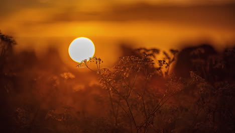 Nahaufnahme-Einer-Frühlingsblume-Mit-Verschwommenem-Sonnenaufgang-Im-Hintergrund
