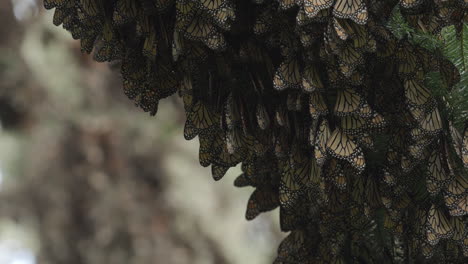 Hunderte-Von-Monarchfaltern-Hängen-An-Einem-Baum-In-Einem-Schmetterlingsreservat-In-Mexiko
