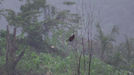 Rain-and-fog-over-perching-bird,-Montezuma-oropendola-Psarocolius-montezuma,-with-jungle-background-and-fly