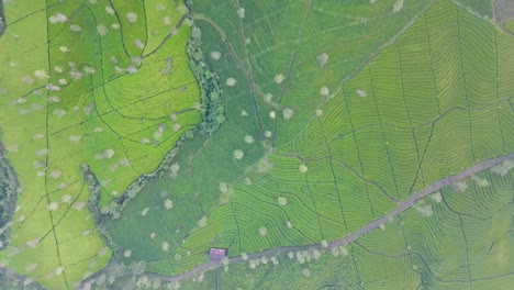 AERIAL-HIGH-ALTITUDE-:-beautiful-pattern-of-green-tea-plantation-on-the-hill-slide