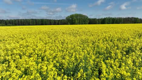 Gelbe,-Voll-Blühende,-Natürliche-Bio-Rapsplantagenfarm-Im-Sommer