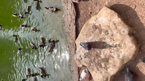 Pigeons-and-ducks-on-the-lake-in-vertical
