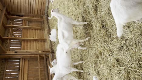 Herd-Of-White-Dairy-Goats-In-Stable---vertical-shot