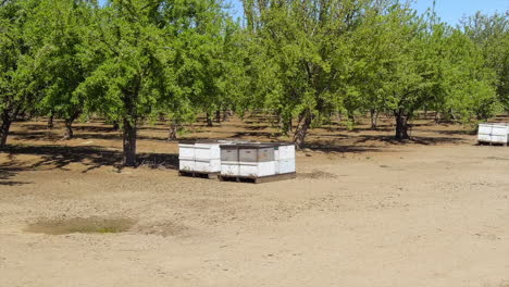 Bees-swarming-apiary-with-bee-hives-in-an-orchard