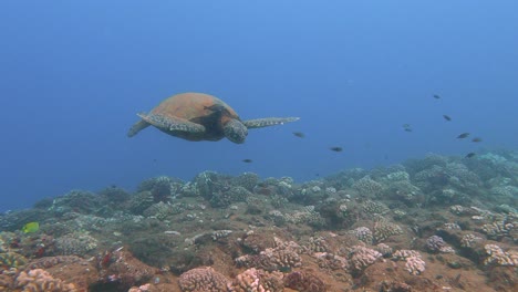 Close-up-of-a-big-Green-sea-turtle-calmly-swimming-at-a-Cleaning-station-in-the-Turqoise-Blue-Pacific-Ocean
