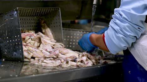Worker-rinses-to-clean-freshly-caught-squid-on-metal-work-bench-in-factory