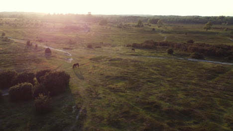 Wide-orbiting-aerial-shot-of-New-Forest-Ponies-in-the-UK-at-sunset