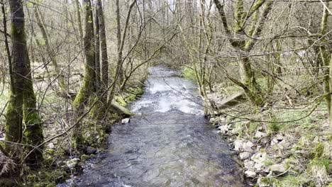 Der-Fluss-In-Einem-Wald-Wird-Von-Bäumen-überragt