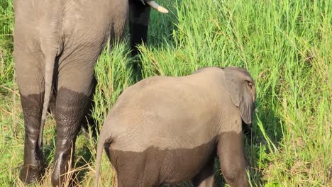 Elefantes-De-Sabana-Africana-Comiendo-Hierba-En-El-Parque-Nacional-Kruger,-Sudáfrica