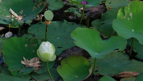 A-budding-White-Lotus-Flower-and-a-pod-right-behind-it-seen-at-a-garden-pond,-Nelumbonaceae