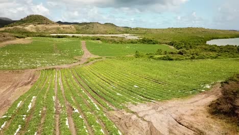 Melon-fields-filmed-with-a-drone,-Martinique