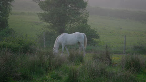 White-Horse-Graze-In-Early-Morning-Mist