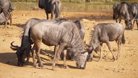 A-herd-of-Blue-wildebeest-forages-for-food-at-the-edge-of-a-waterhole-in-Africa