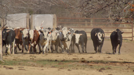 Herd-of-bulls-walking-close-together-through-farmland-in-Texas-countryside
