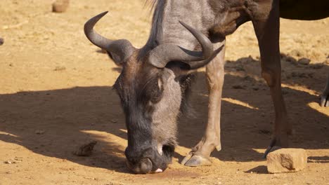 Detailed-close-up-of-head-of-blue-wildebeest-licking-arid-sandy-ground