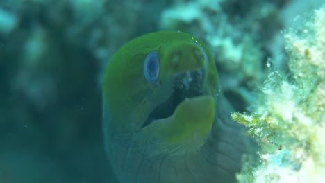 Cute-green-moray-eel-with-bubbly-eyes