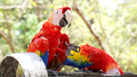 Scarlet-macaws-eating-in-a-sunny-day-at-the-mexican-jungle