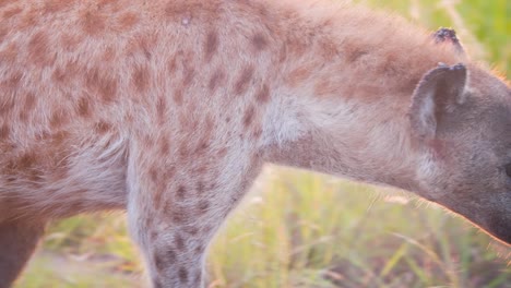 Spotted-hyena-prowling-African-savannah-grass-in-dusking-sunlight