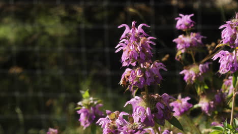 Lila-Pferdeminze-Wildblumen-Mit-Einer-Honigbiene,-Die-In-Zeitlupe-Um-Sie-Herumfliegt