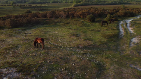 New-Forest-Ponies-in-the-UK-grazing-peacefully-at-sunset