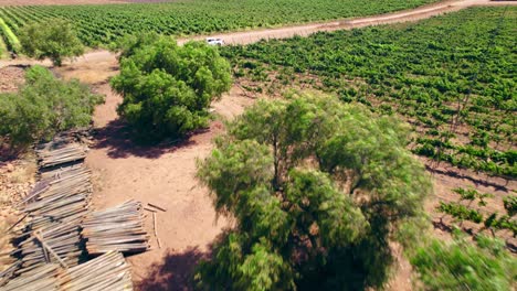 Weinrebenabfälle,-Die-Im-Weinberg-Zurückbleiben-Und-Durch-Wasserknappheit-Im-Limari-Tal-In-Chile-Verursacht-Werden
