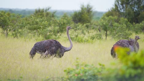 Two-Ostrich-birds-chasing-each-other-in-grassy-savanna-plain-in-Africa