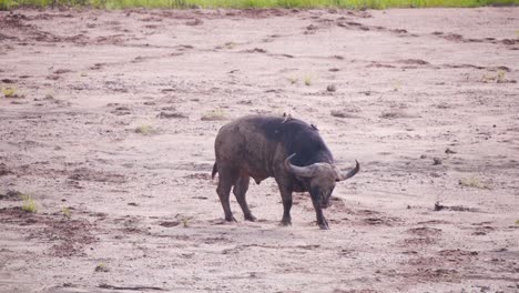 Mud-covered-African-buffalo-in-dirt-plain-with-oxpeckers-on-his-back