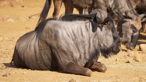 Bored-blue-wildebeest-lies-in-sand-near-herd,-close-up