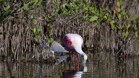 Roseate-spoonbill-preening-feathers-and-cleaning-beak-while-standing-in-water-at-Merrit-Island,-Florida