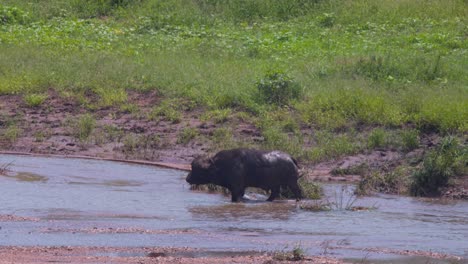 Afrikanischer-Büffelbulle-Watet-Im-Flussbach,-Während-Er-Die-Furt-überquert